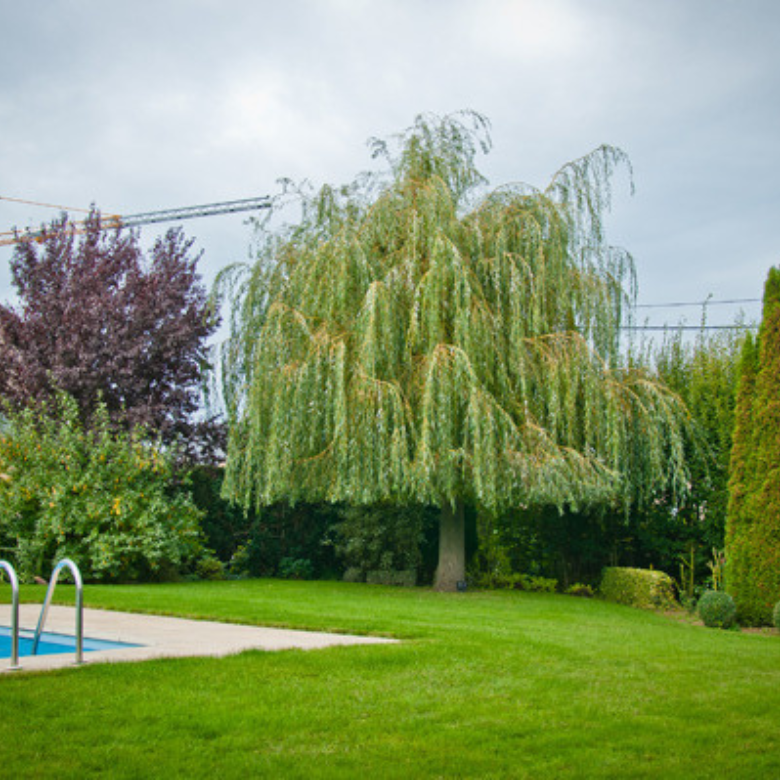 Jardin - Laurent Lacroix, Parc et jardin